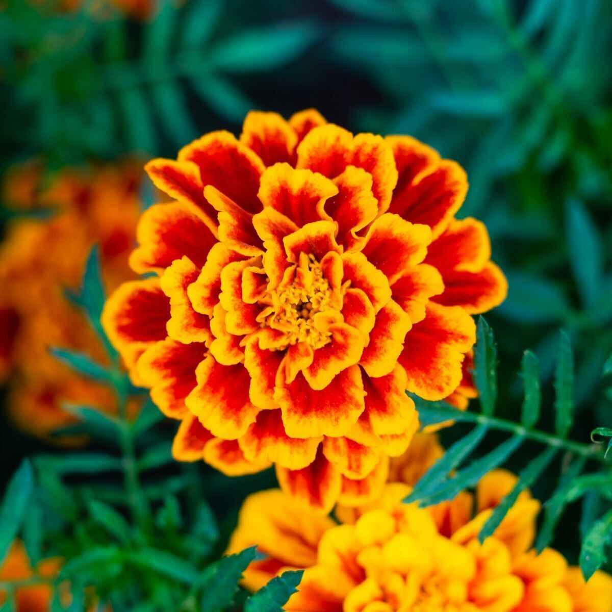 Marigold peptide